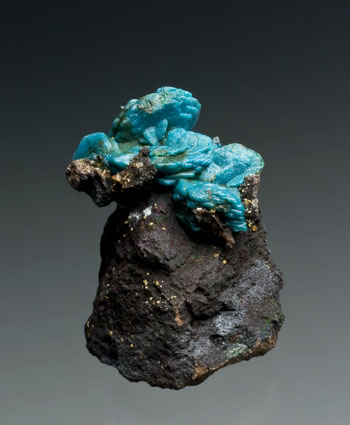 Chrysocolla pseudomorph after Malachite Whim Creek Western Australia miniature