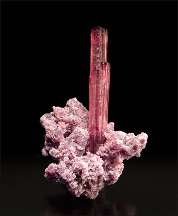 Tourmaline on lepidolite Golconda Mine Brazil small cabinet